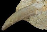 Fossil Plesiosaur (Zarafasaura) Tooth In Rock - Morocco #95090-1